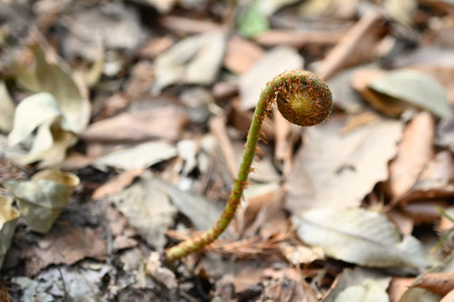 うらじろ,植物,正月,裏白
