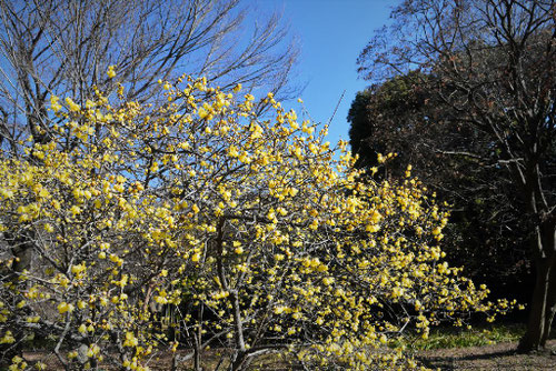 ソシンロウバイ,そしんろうばい,樹高