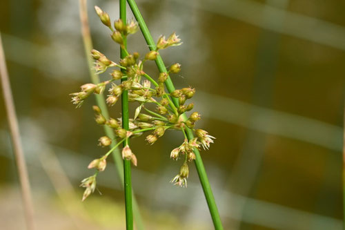 イグサ,藺草,開花,いぐさ