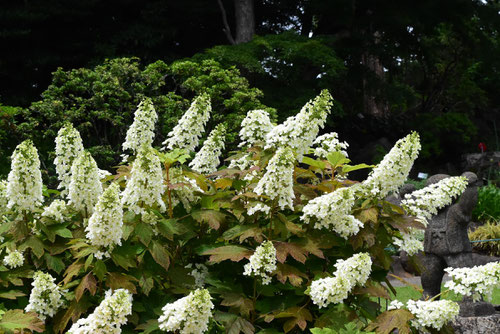 Flowering trees in August in June