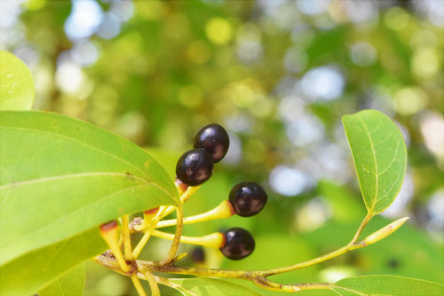 クロモジの実,時期,くろもじ,黒文字,植物