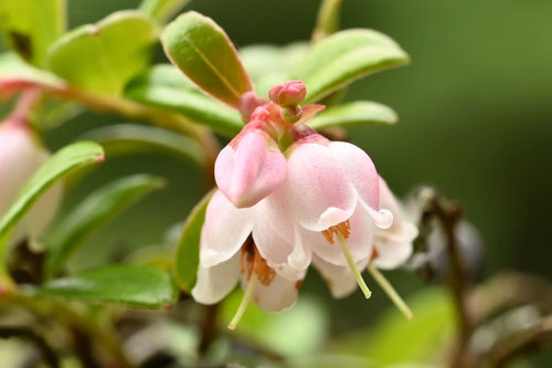コケモモ,開花期,こけもも,苔桃