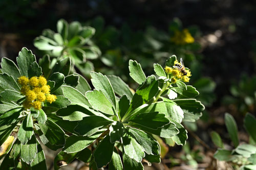 イソギク,いそぎく,日本の菊,磯菊