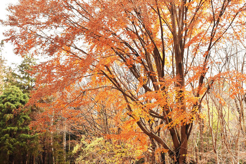 いぬぶな,紅葉