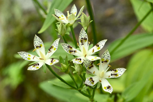 蟻が集まる白い花,アケボノソウ,あけぼのそう