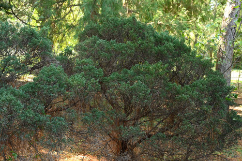 ビャクシンの木,いぶき,木,びゃくしん