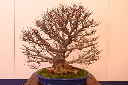 bonsai,Japanese snowbell