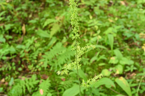 あおやぎそう,植物,アオヤギソウ,青柳草