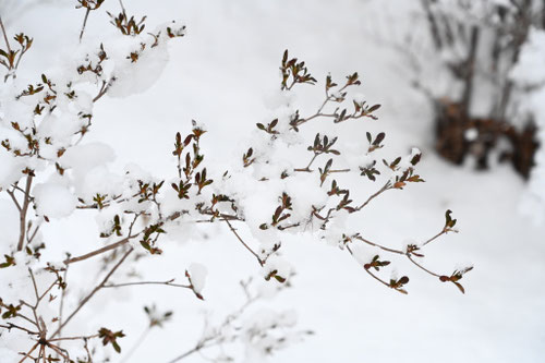 ヤマツツジ,やまつつじ,山躑躅の木,雪