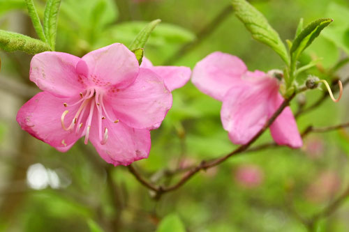 むらさきやしおつつじ,花,特徴,ムラサキヤシオツツジ