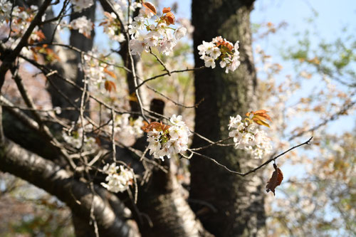 Japanese wild cherry tree