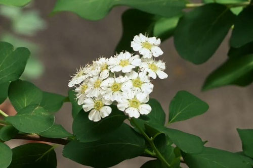 いわしもつけ,開花時期