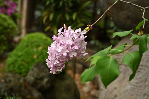 ライラック