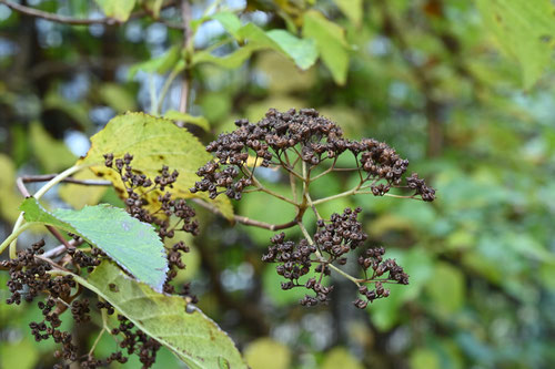Climbing Hydrangea,fruits