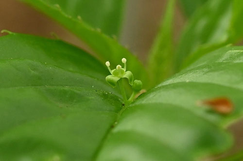 花筏,はないかだ,樹木,ハナイカダ
