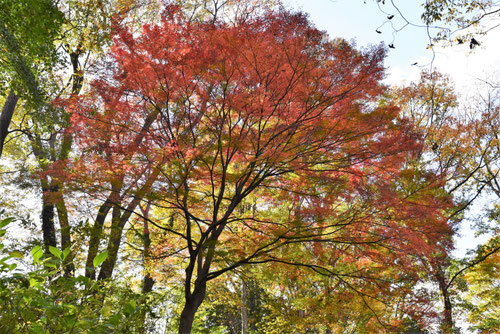山紅葉,黄葉,やまもみじ,ヤマモミジ
