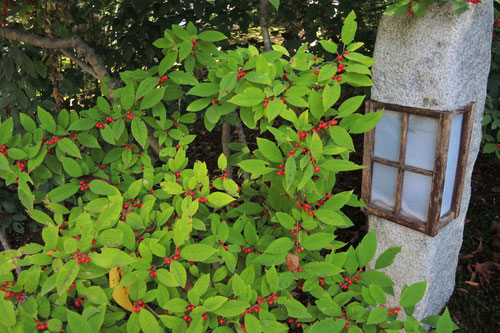 ウメモドキ（梅擬） - 庭木図鑑 植木ペディア