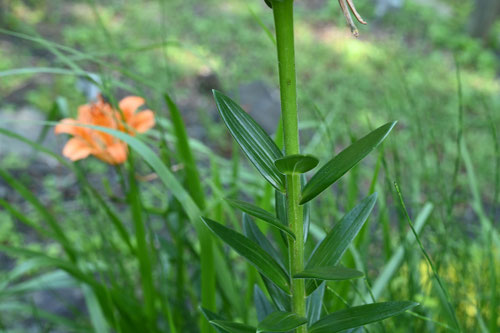 Thunberg lily 