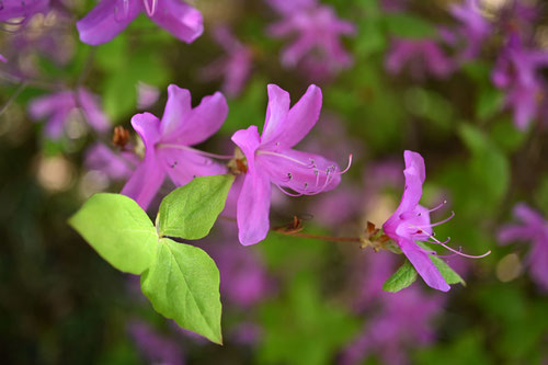 東国三葉躑躅,トウゴクミツバツツジの花,特徴
