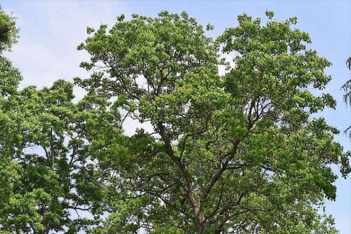 ナンキンハゼ,南京はぜの木,なんきんはぜ