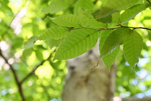 ぶな,Japanese beech