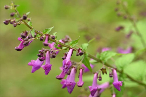 引き起こしの花