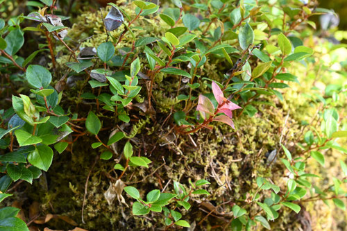 あかもの,植物