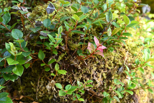 アカモノ,あかもの,植物