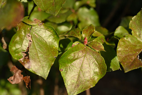 ミツバツツジ,植物,みつばつつじ,品種
