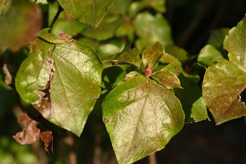 ミツバツツジ,植物,みつばつつじ,品種