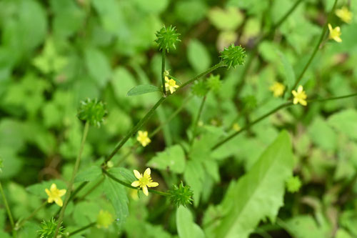 きつねのぼたん,植物