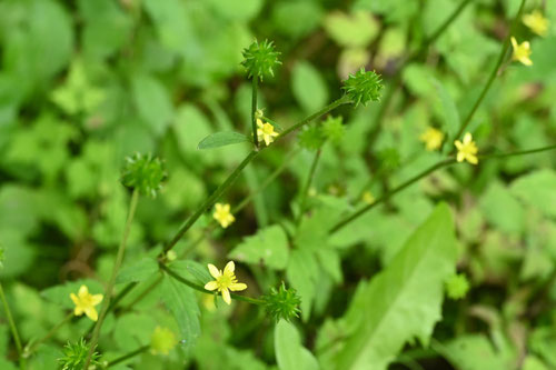 キツネノボタンの花,きつねのぼたん,植物