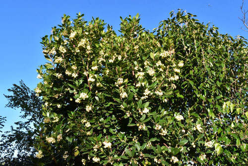 イチゴノキ,ストロベリーツリーの花,いちごのき