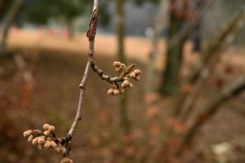 シナマンサク,花,しなまんさく