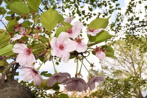 いずよしの,伊豆吉野,桜の木の花