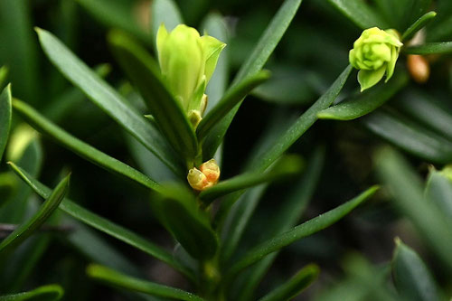 伽羅の木,開花時期,雌雄