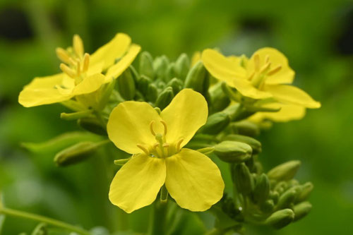 ナノハナ,なのはな,Flower brassica