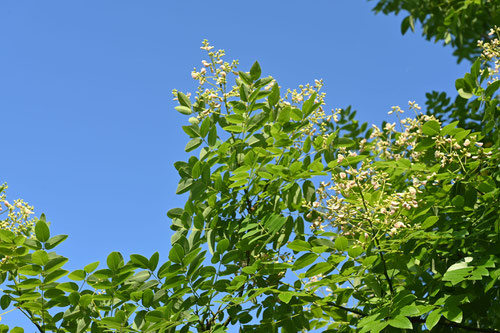Chinese scholar tree,flower