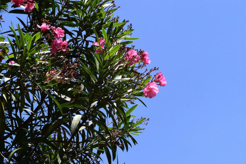 キョウチクトウ