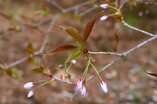 Japanese wild cherry tree