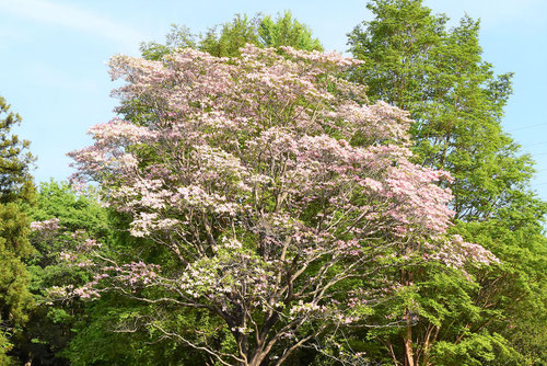 ハナミズキの花,はなみずき,花水木