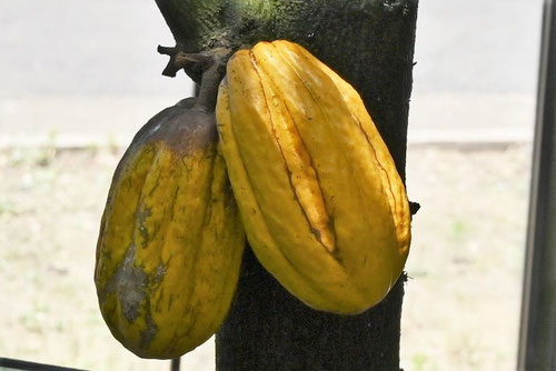 カカオの実,画像,かかお