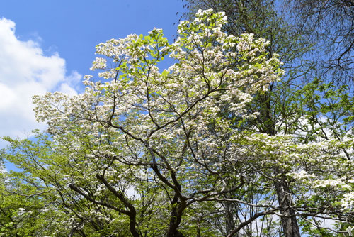 ハナミズキの花,花水木,開花時期,はなみずき