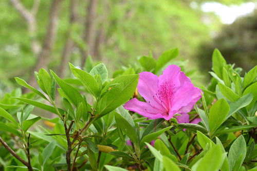 ひらどつつじ,植木,ヒラドツツジ