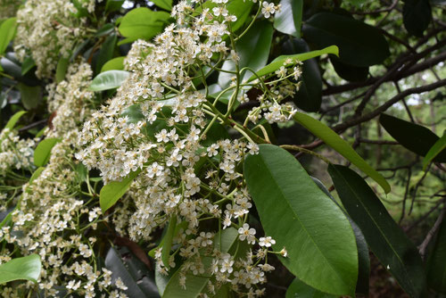 オオカナメモチ 大要黐 庭木図鑑 植木ペディア