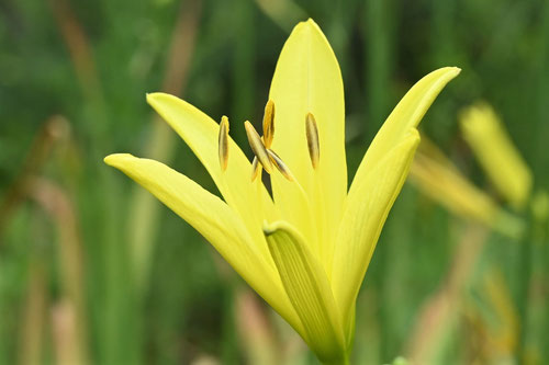 Citron day-lily/Long yellow day-lily