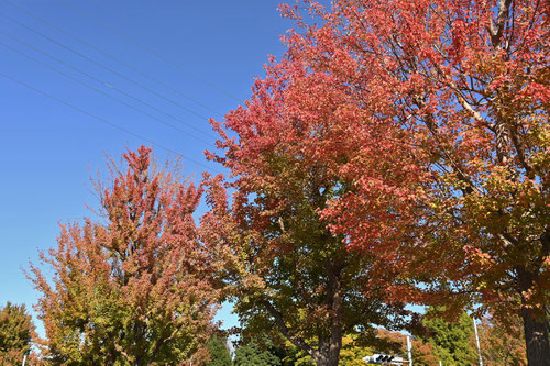 とうかえでの木,紅葉,トウカエデ