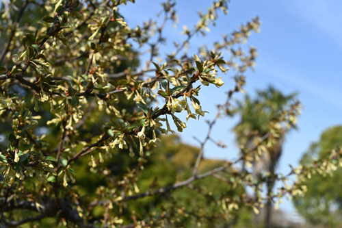 トウグミの花,びっくり茱萸の開花,特徴