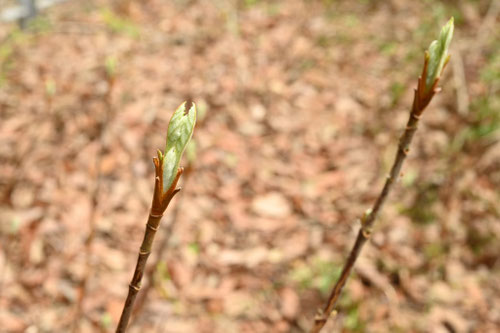 カシワバアジサイの育て方