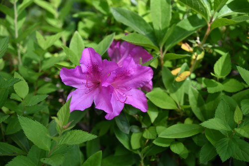 オオムラサキツツジ